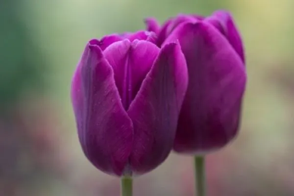 Triumph-Tulpen mit klassischer becherförmiger Blütenform