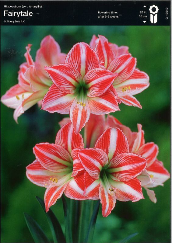 Amaryllis Gr. 28/+ Fairytale