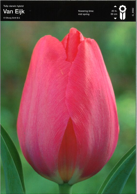Tulpe Darwin van Eijk