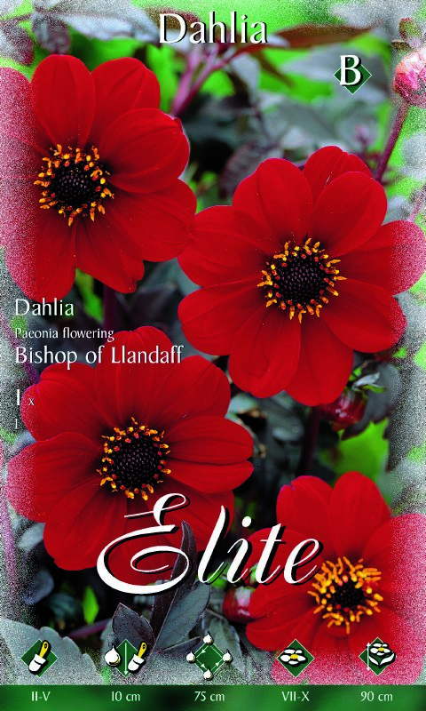 Dahlie Bishop of Llandaff