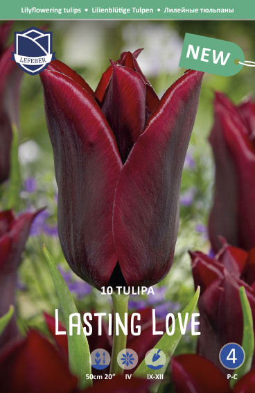 lilienblütige Tulpe "Lasting Love" (Größe 12+)