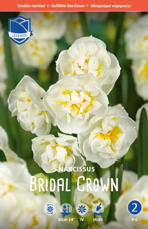 Narzisse Bridal Crown, gefüllt 12+