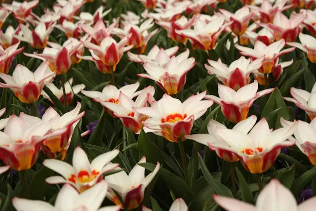 Kaufmanniana-Tulpen mit weit geöffneten sternförmigen Blüten