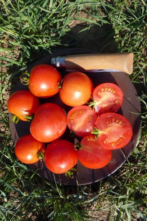 Bio Tomate Freiland Buschtomate Gutingi