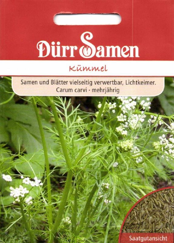 Kümmel