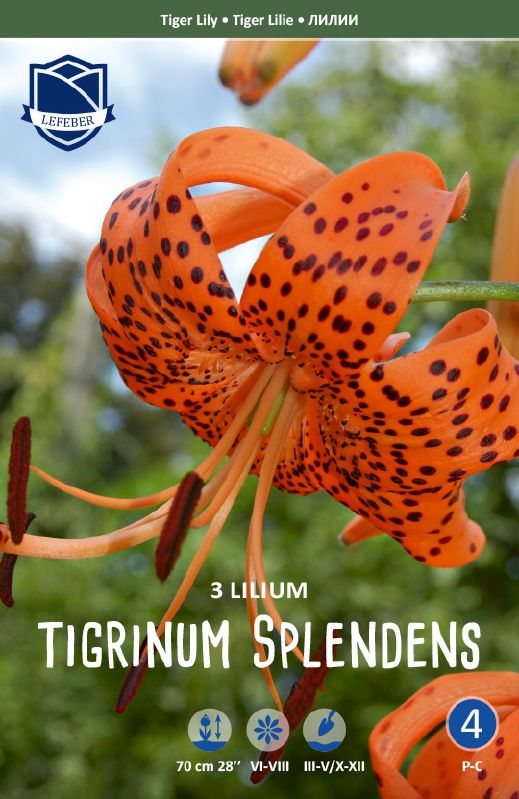 Lilie tigrinum Splendens 14/16