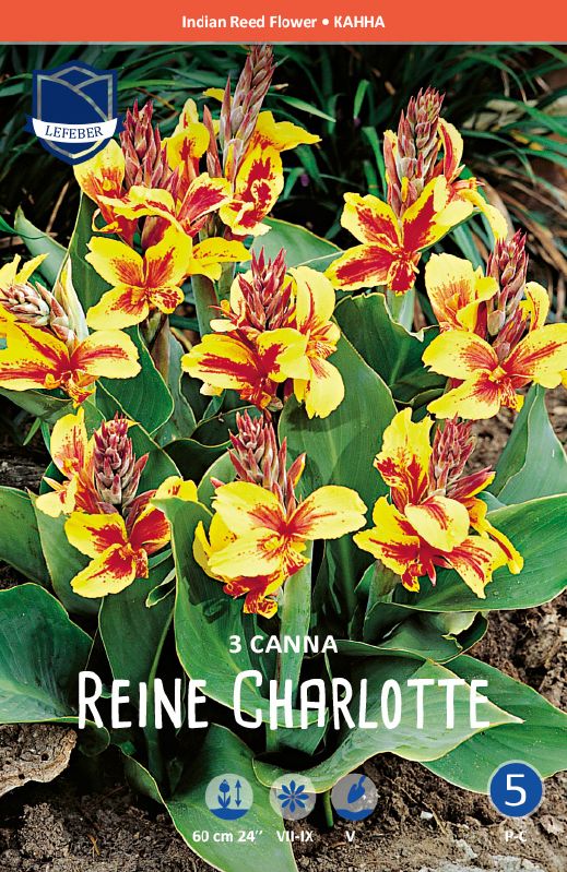 Canna Reine Charlotte 3 St