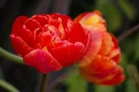 Gefüllte frühe rote Tulpe mit orangefarbenen Blütenrändern