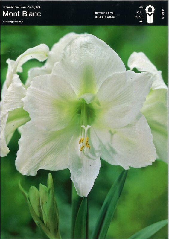 Amaryllis Mont Blanc 32+