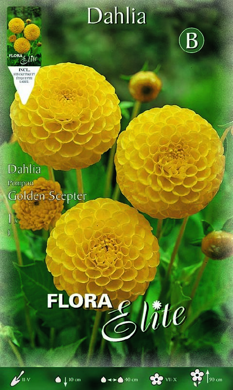 Dahlie Golden Scepter