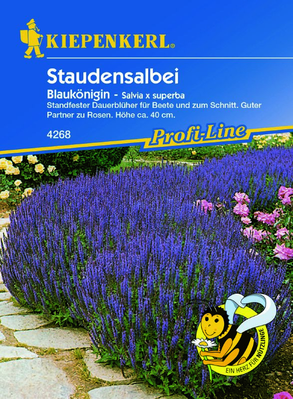 Salvia superba Blaukönigin
