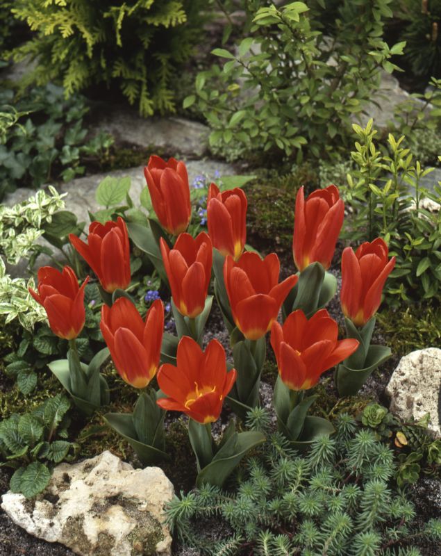 Tulpe Kaufmanniana "Scarlet Baby" 1 (Größe 2/+)