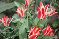Rot-weiße Greigii-Tulpen mit breiten grünen Blättern