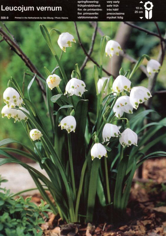 Leucojum vernum 7/8