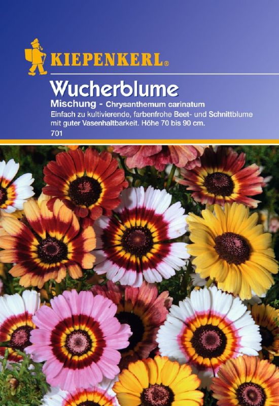 Chrysanthemum, carinatum  Mischg.