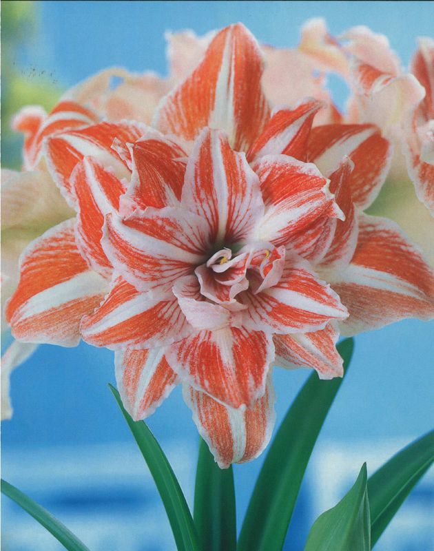 Amaryllis Dancing Queen 32+ - Produktbild 1