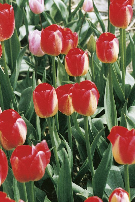 Tulpe Triumph Judith Leyster 11/12 - Produktbild 2