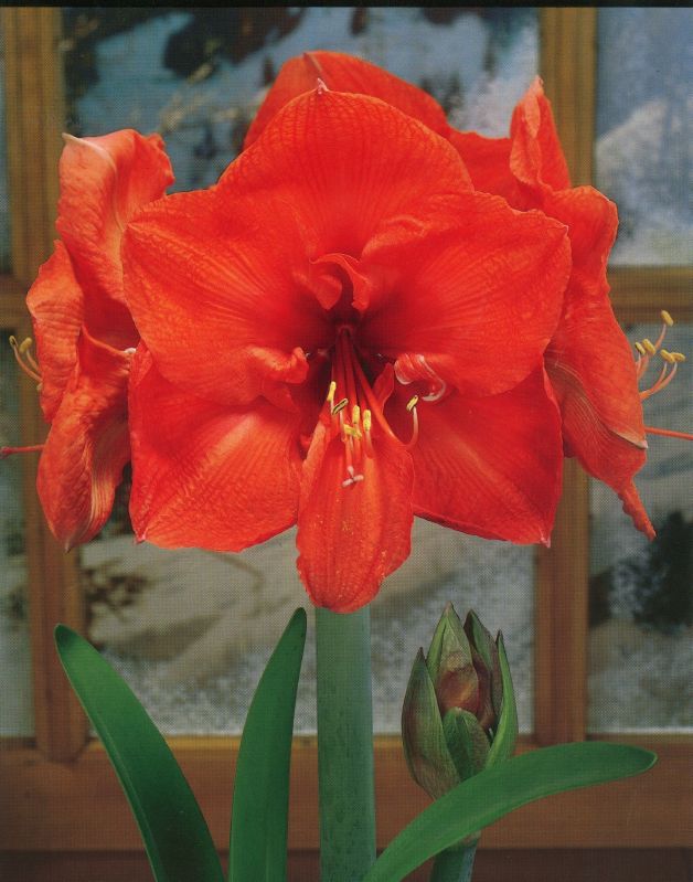 Amaryllis Orange Souvereign 32+