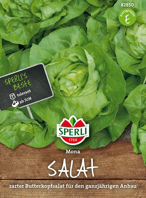 Salat Kopfsalat Mona