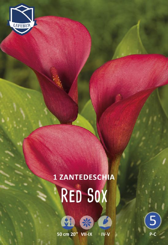 Zantedeschia Calla rot 16/18