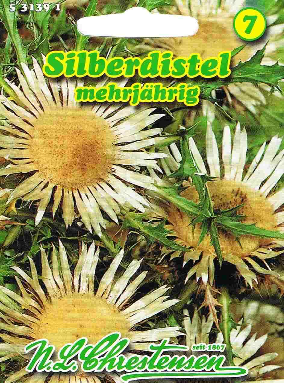 Carlina acaulis Silberdistel