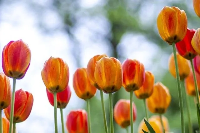 Triumph-Tulpen als Beispiel für die vielseitige Entwicklung dieser Tulpenklasse