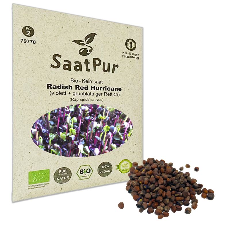 Keimsprossen Radish Red Hurricane - Produktbild 3