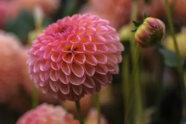 Dahlien in einem sommerlichen gärtnerischen Arrangement