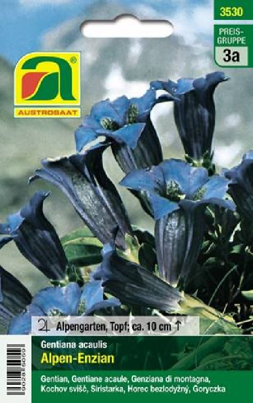 Gentiana acaulis - Produktbild 1