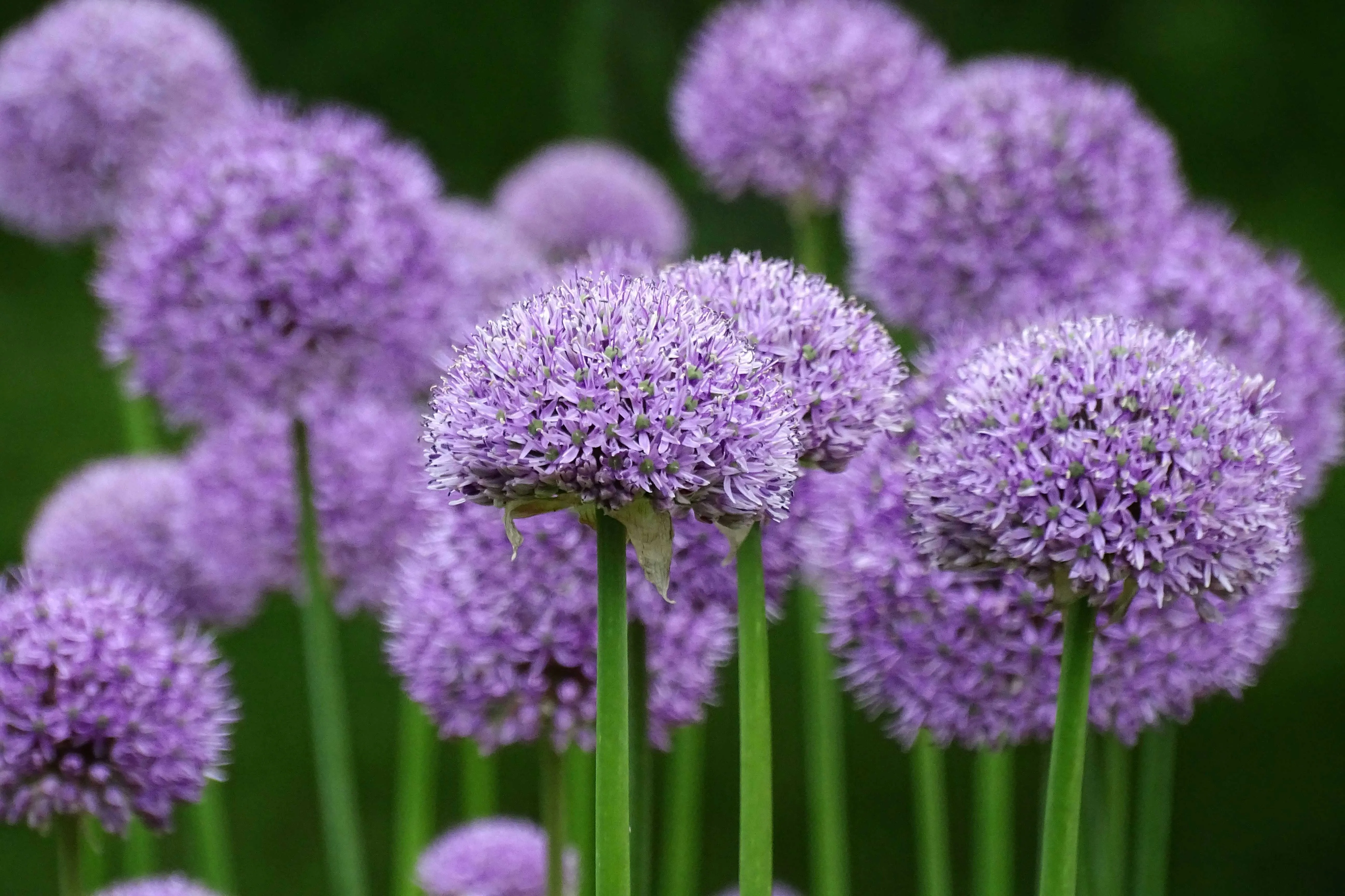 Lila Zierlauchblüte