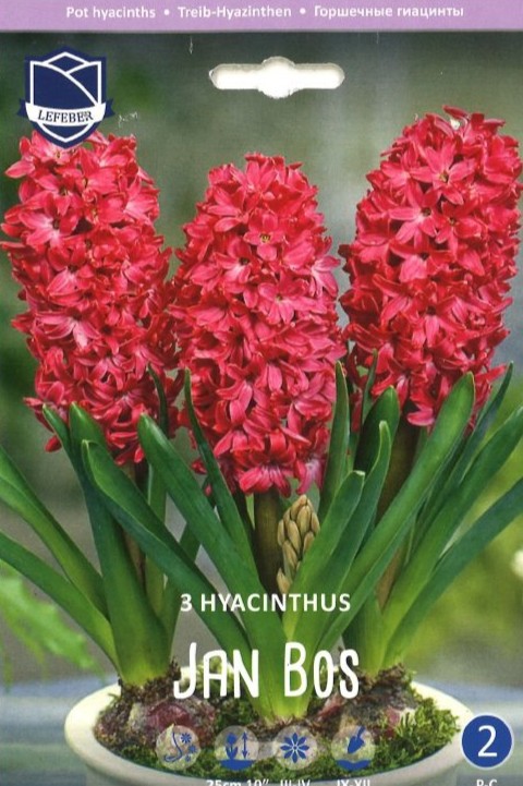 Treib Hyazinthe Jan Bos