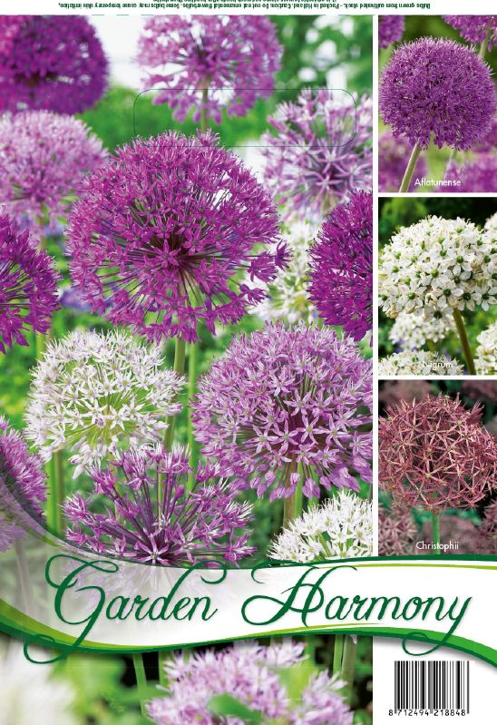 Allium mischung Garden Harmony