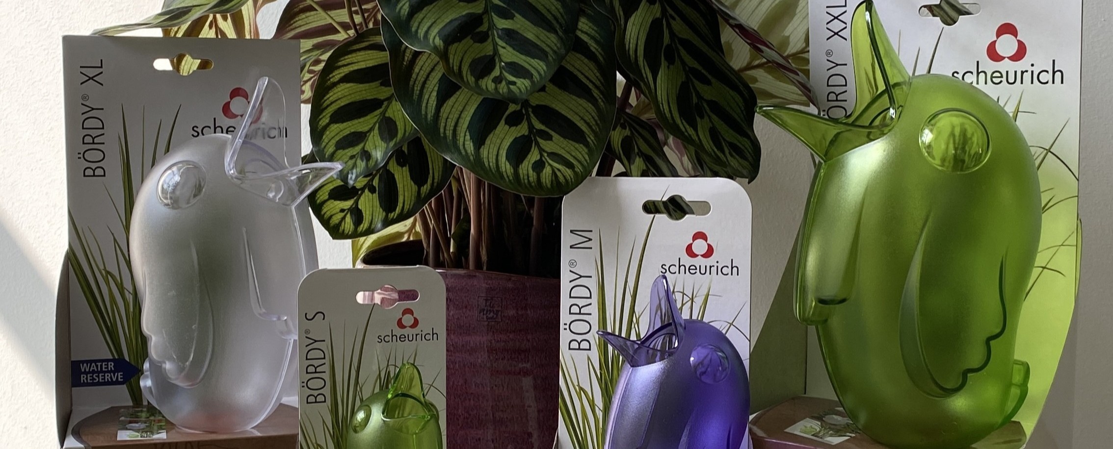 Scheurich Bördy in verschiedenen Größen und Farben