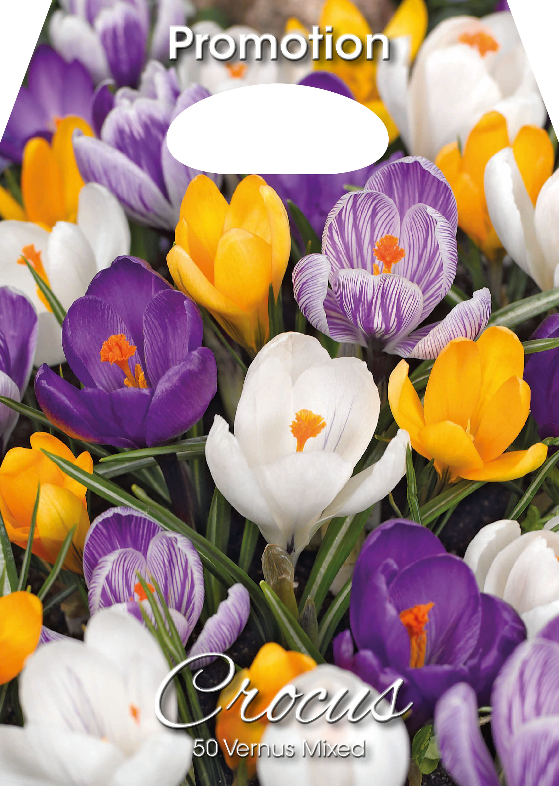 Krokus Prachtmischung