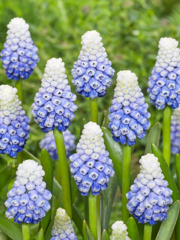 Muscari "Mountain Lady" (Größe 8+)