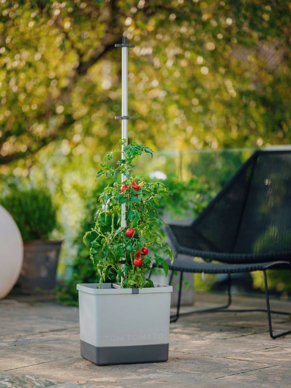 Gusta Garden, Tomatentopf Tom Tomato - hellgrau - Produktbild 4