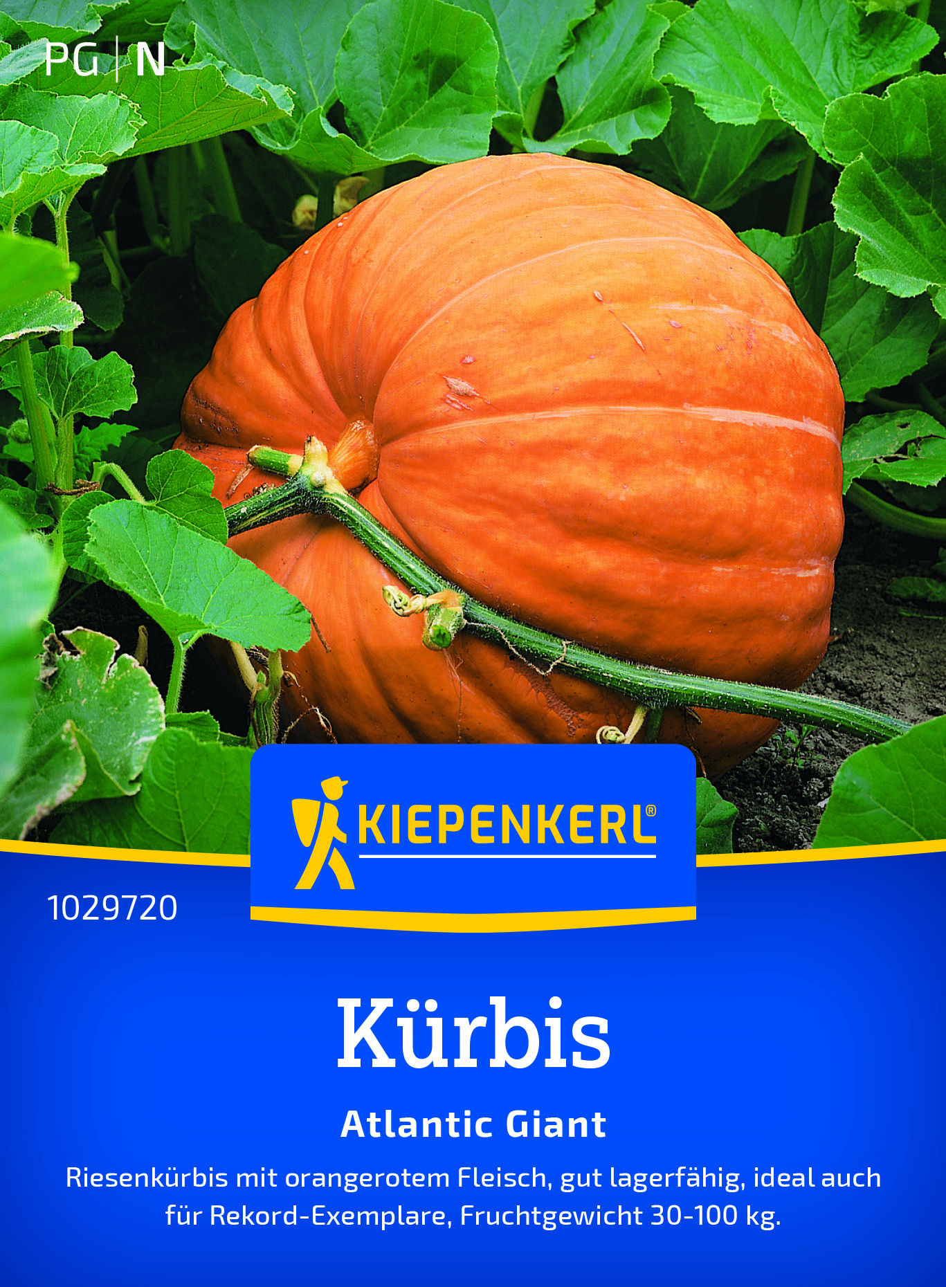 Kürbis Atlantic Giant