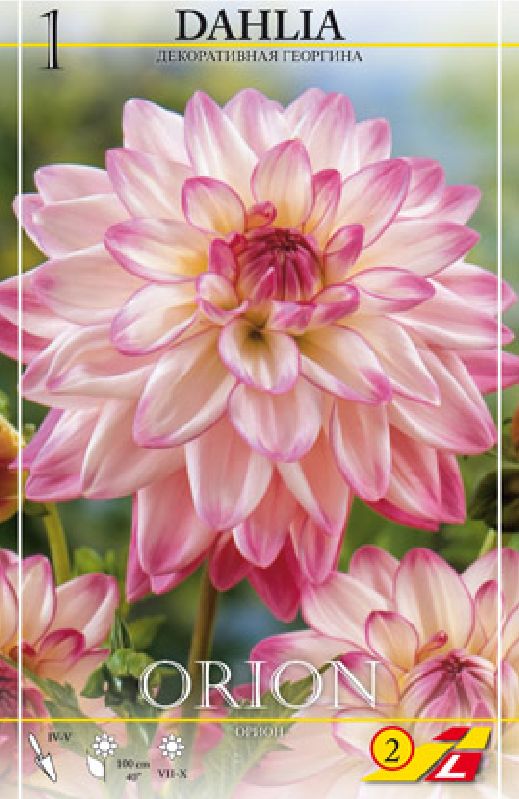 Dahlie Schmuck Orion